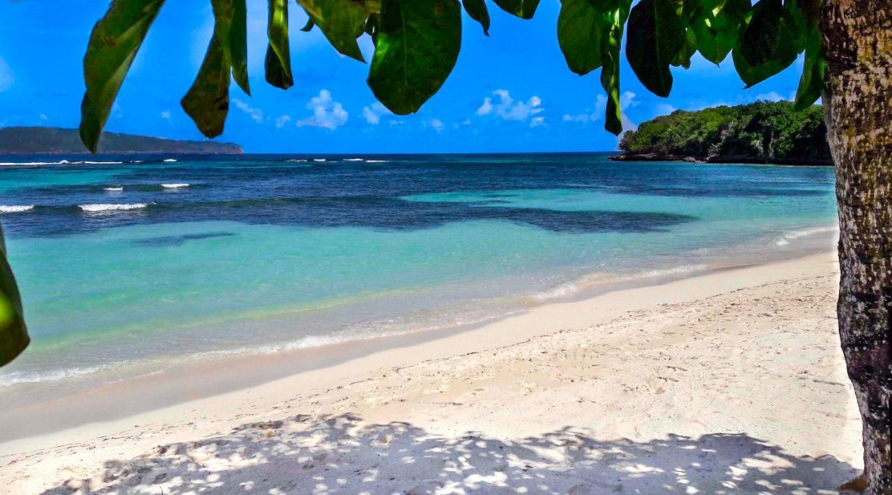 Jasmine La Playita - Ocean Front Lejlighed Las Galeras Eksteriør billede
